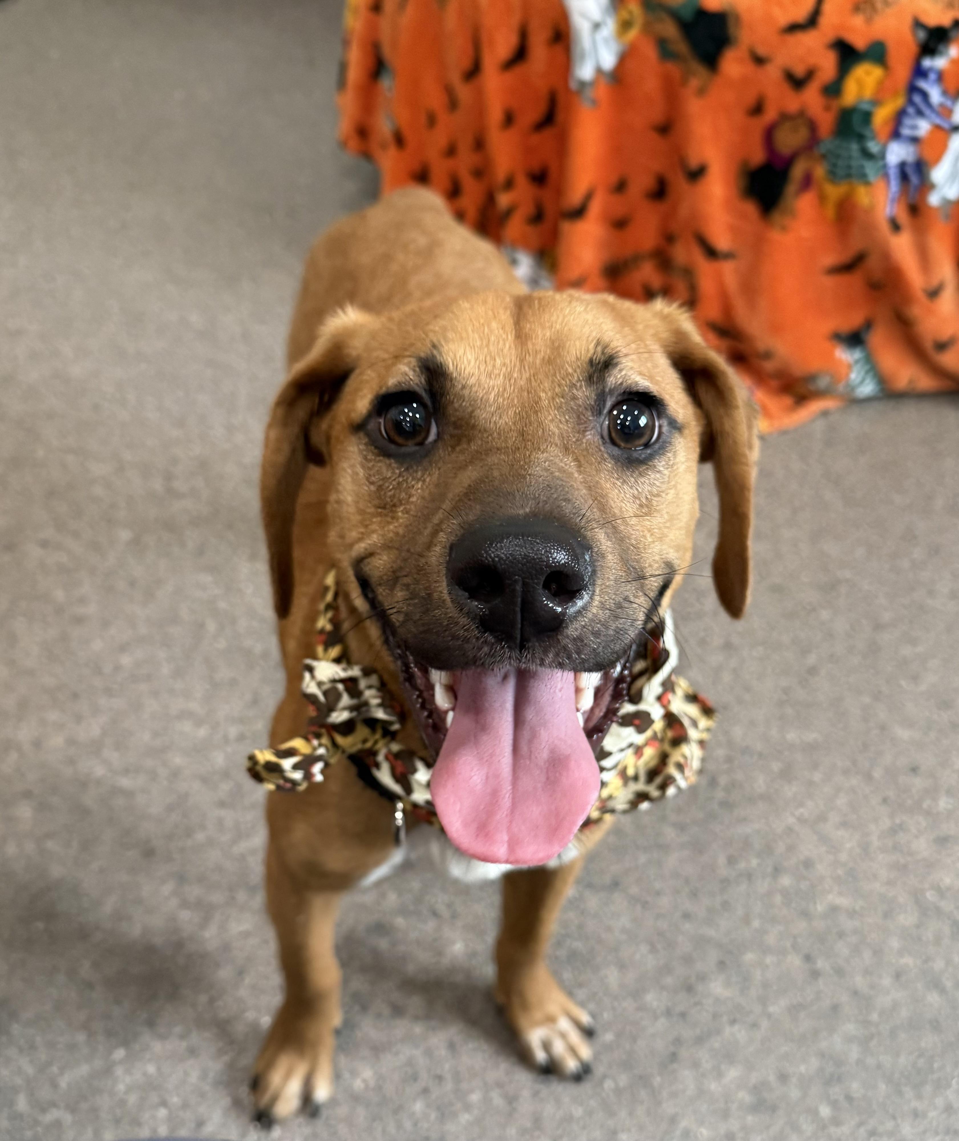 Stanley, an adoptable Mixed Breed in Sault Sainte Marie, MI, 49783 | Photo Image 1