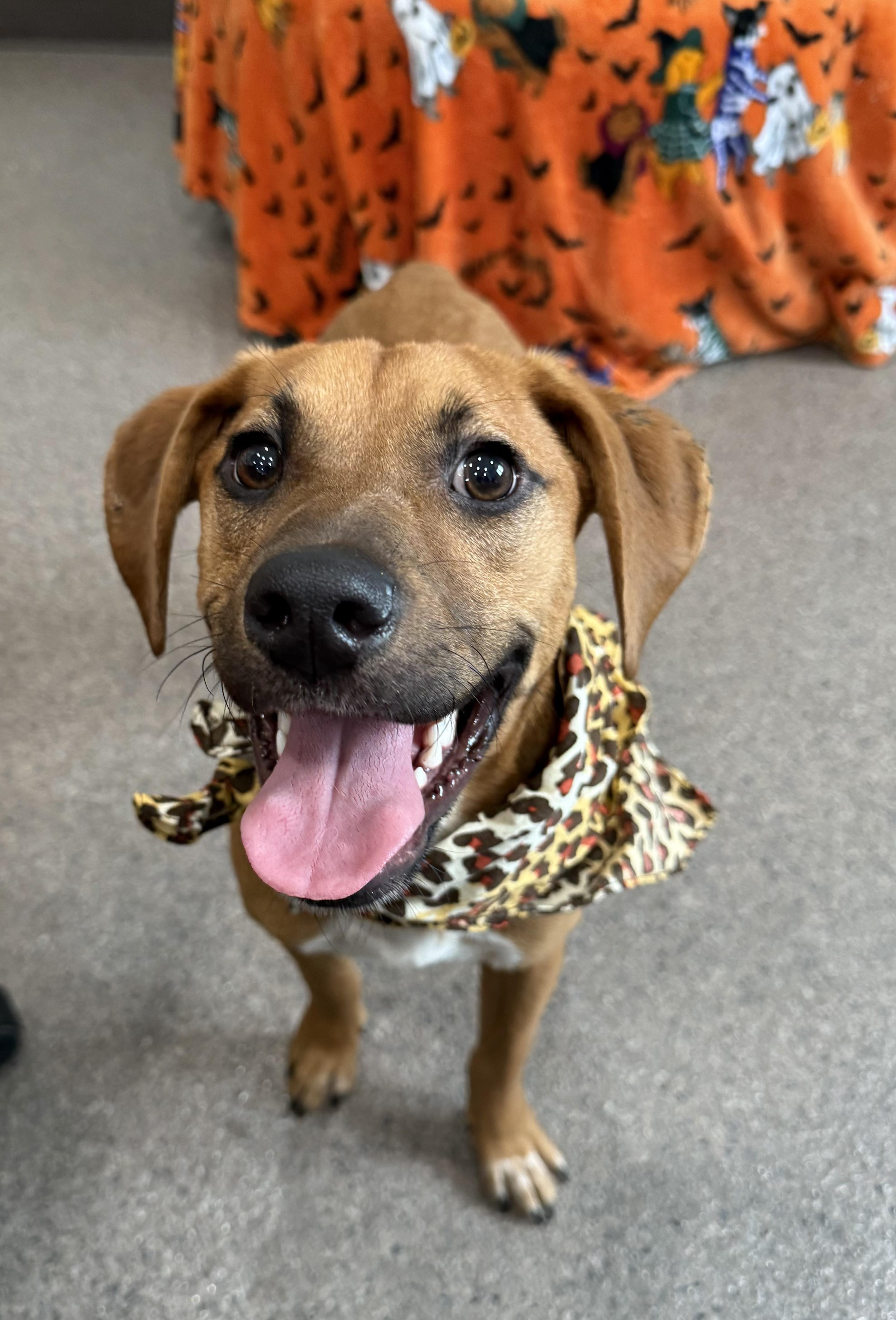 Stanley, an adoptable Mixed Breed in Sault Sainte Marie, MI, 49783 | Photo Image 2