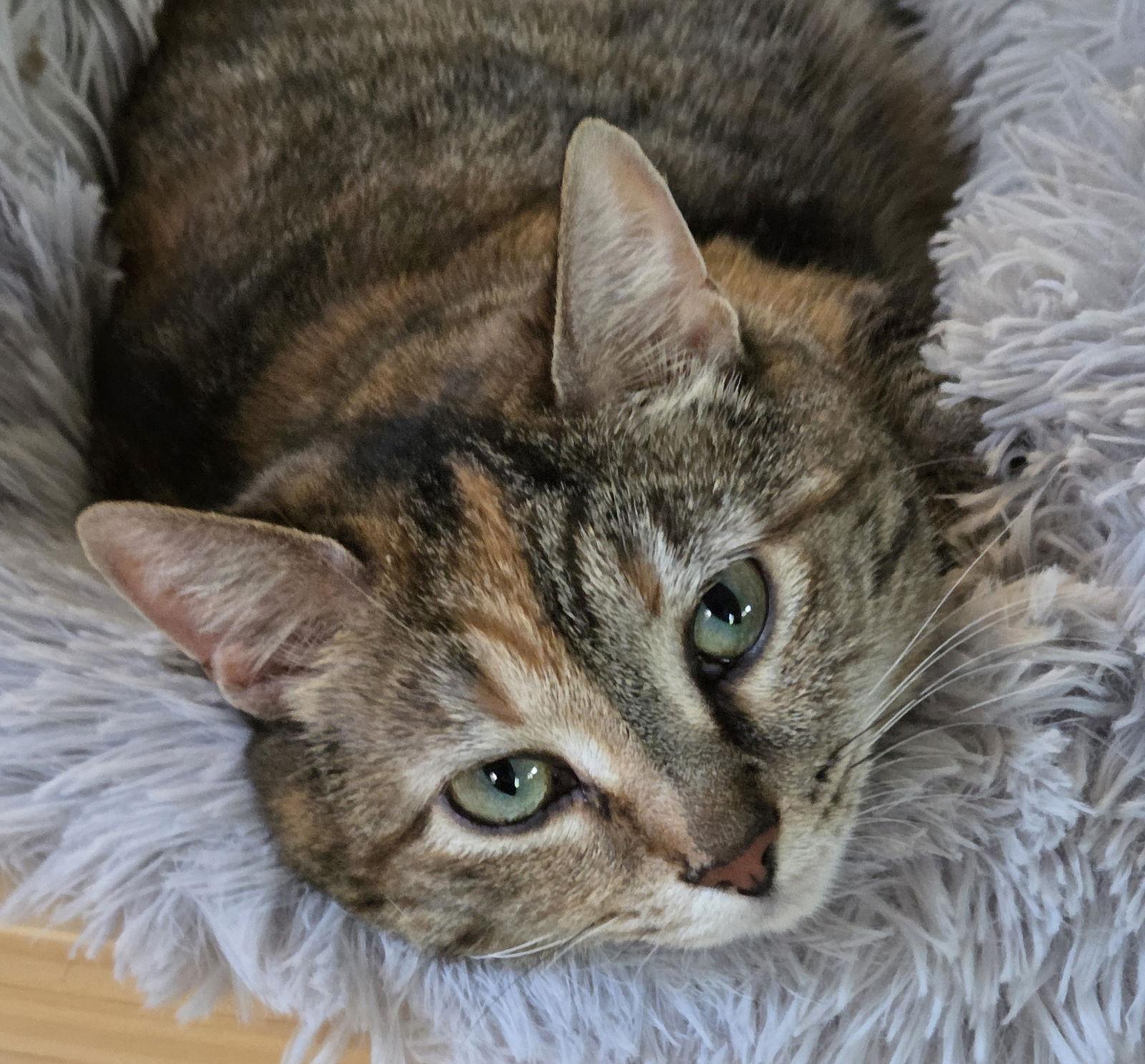 Enlarge Spirit, a Adoptable Domestic Short Hair in Pittsboro, NC image 1/3
