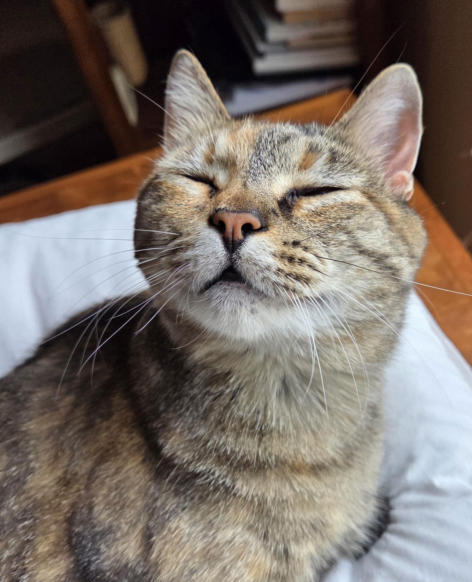 Enlarge Spirit, a Adoptable Domestic Short Hair in Pittsboro, NC image 2/3