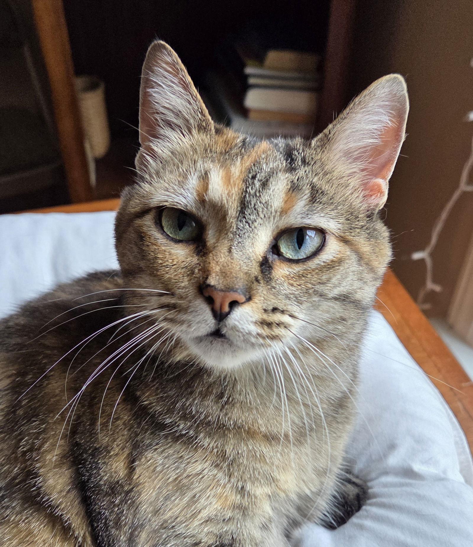 Enlarge Spirit, a Adoptable Domestic Short Hair in Pittsboro, NC image 3/3