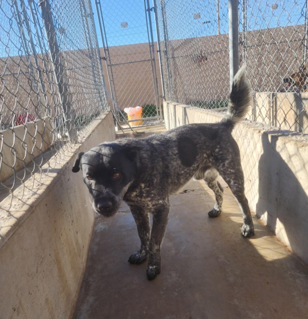 Pepper , ADOPTABLE, Adult Male Australian Cattle Dog / Blue Heeler.