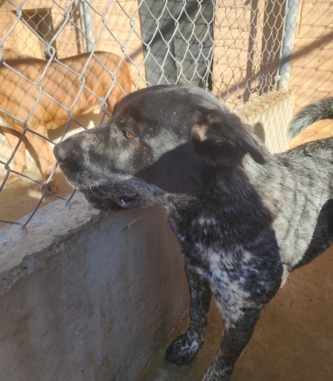 Enlarge Pepper , a ADOPTABLE mixed breed in Tacoma, WA image 4/4