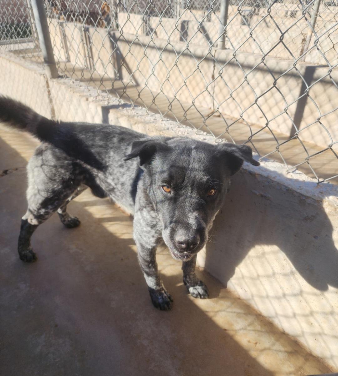 Enlarge Pepper , a ADOPTABLE mixed breed in Tacoma, WA image 2/4