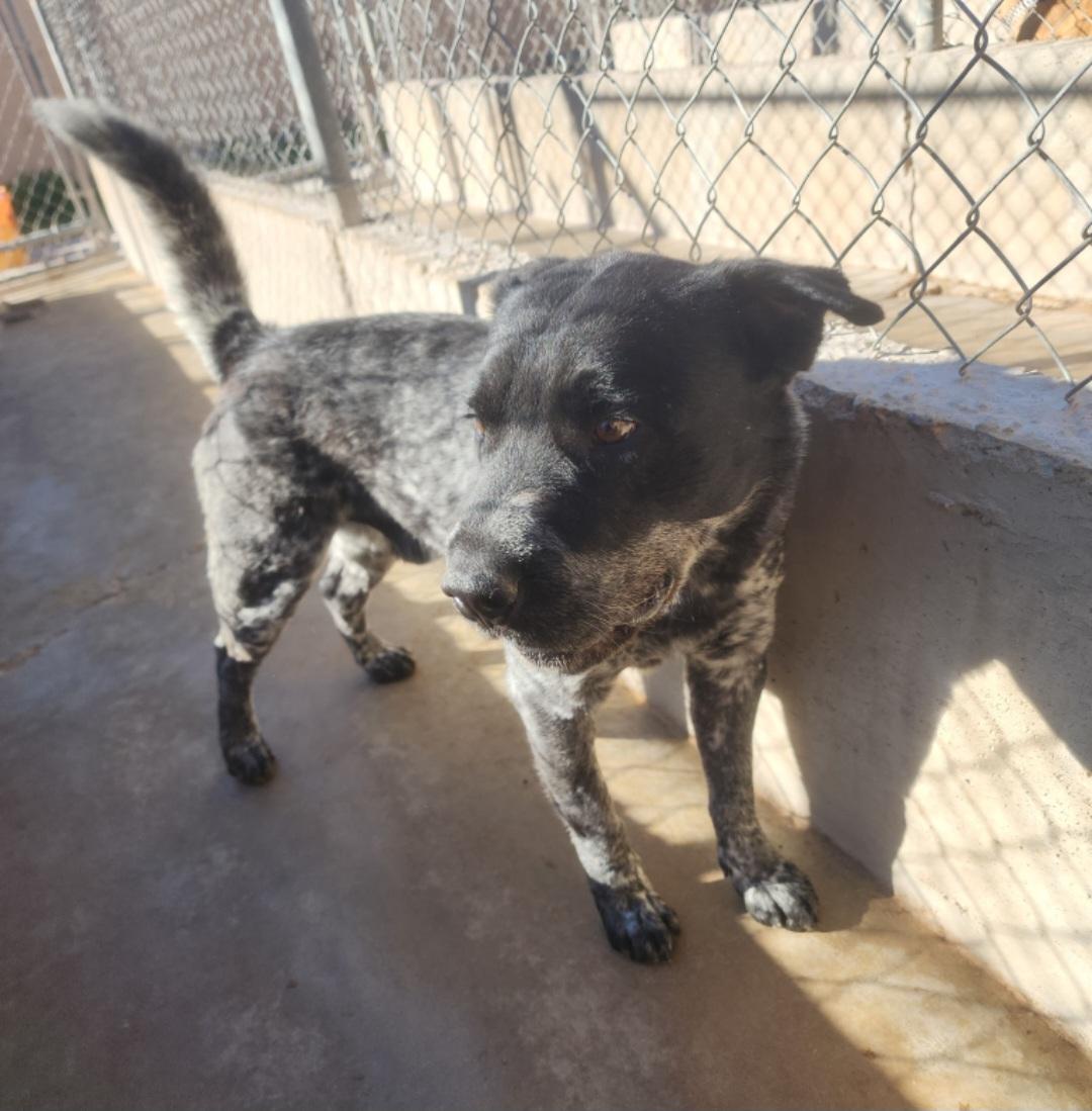 Enlarge Pepper , a ADOPTABLE mixed breed in Tacoma, WA image 3/4