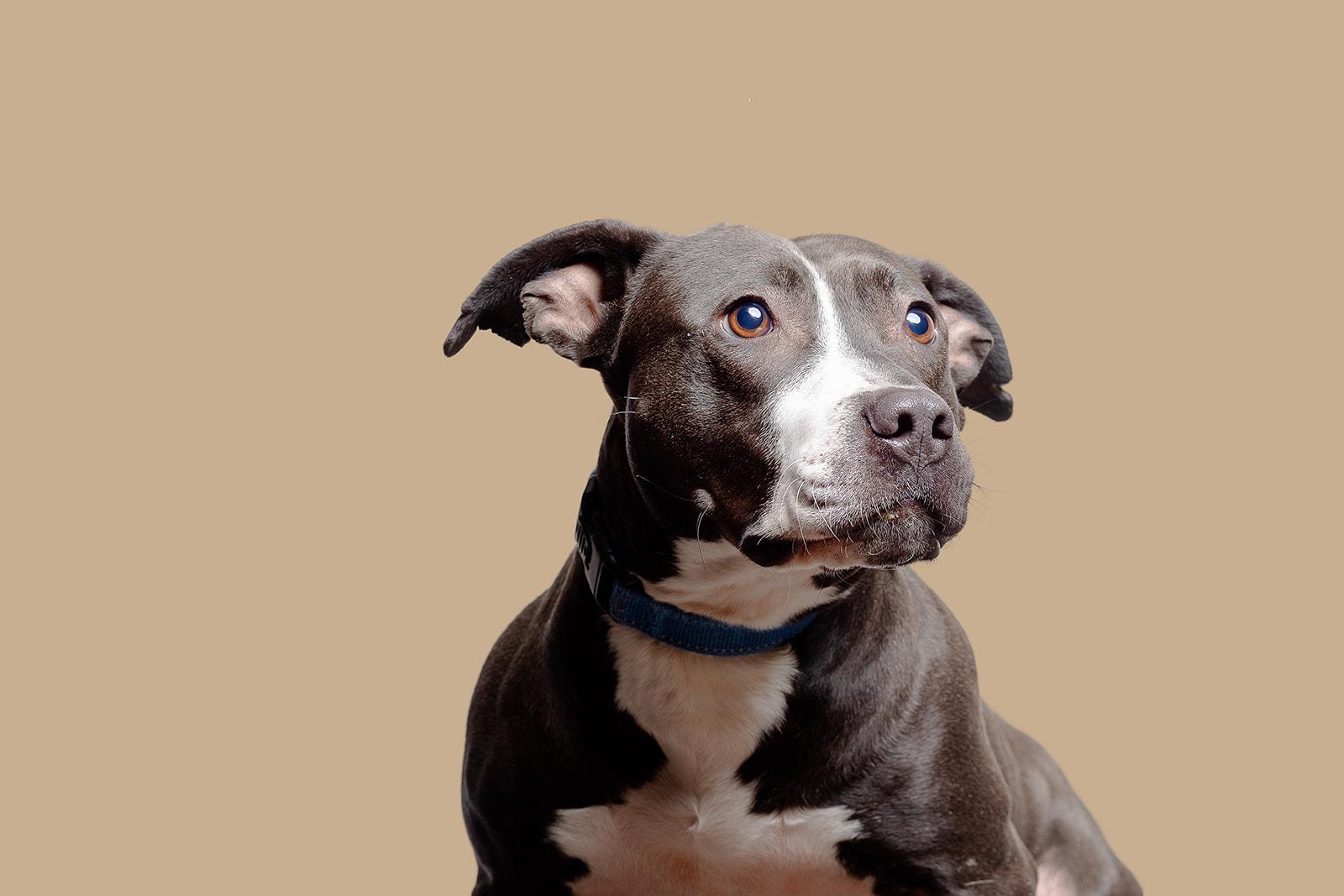 Kala, a Adoptable Mixed Breed in Bowdoin, ME image 3/4