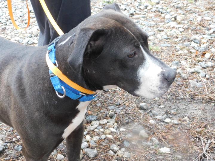 Kala, Adoptable, Young Female Mixed Breed.