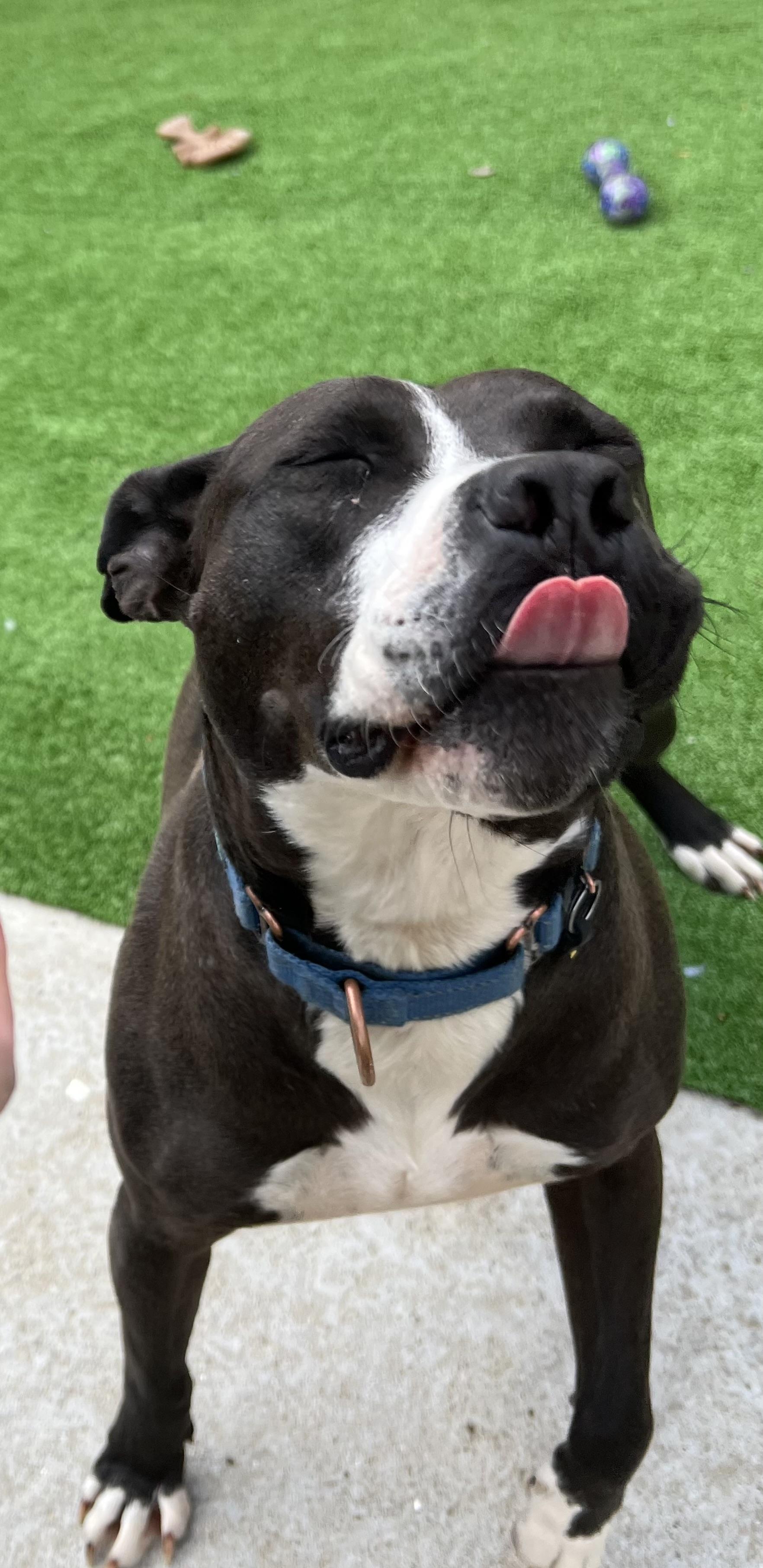 Kala, a Adoptable Mixed Breed in Bowdoin, ME image 3/6