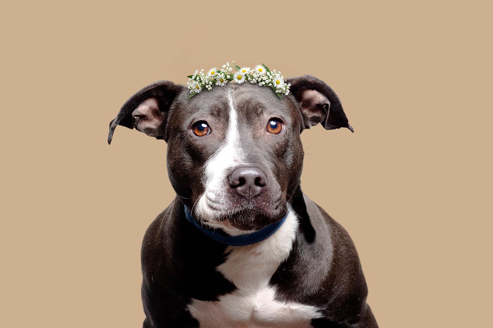 Kala, a Adoptable Mixed Breed in Bowdoin, ME image 1/4