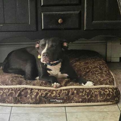 Enlarge Kala, a Adoptable Mixed Breed in Bowdoin, ME image 2/4