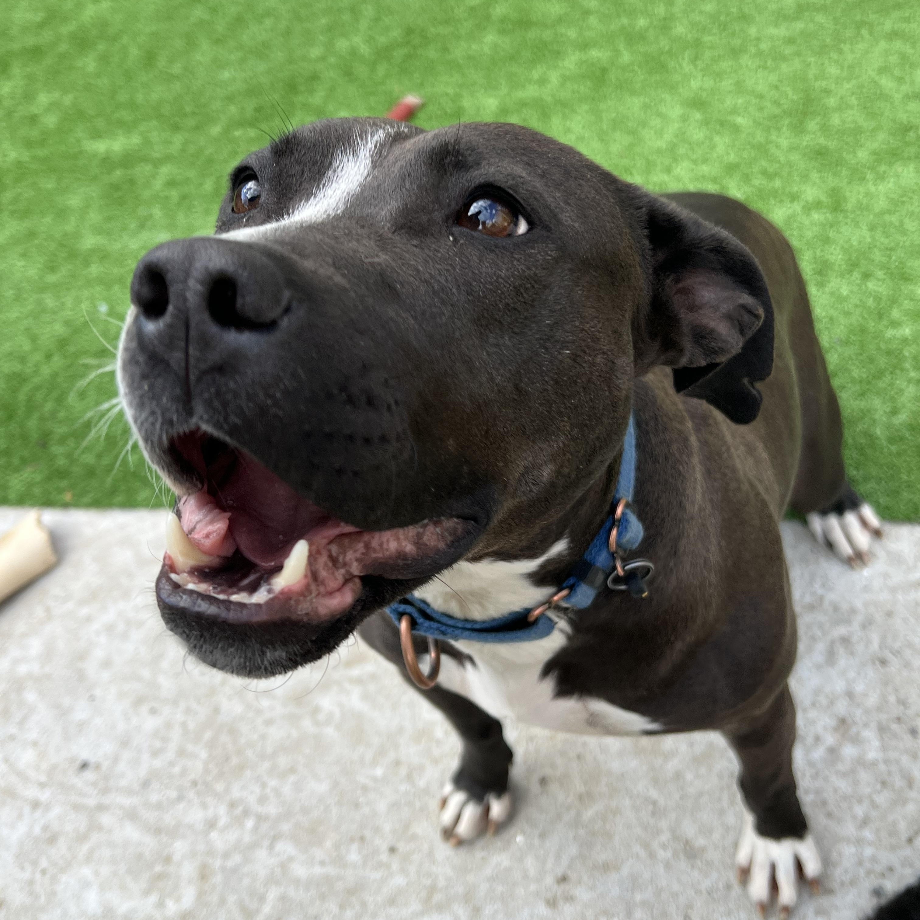 Kala, a Adoptable Mixed Breed in Bowdoin, ME image 1/6