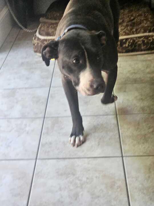 Enlarge Kala, a Adoptable Mixed Breed in Bowdoin, ME image 3/4