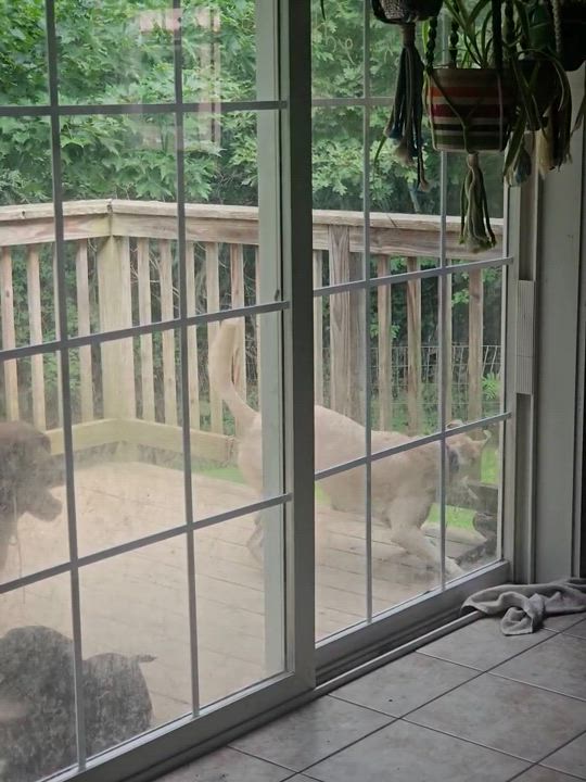 Enlarge Kala, a Adoptable Mixed Breed in Bowdoin, ME video 4/4