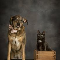 Enlarge Leela and Ms. Kitty, a ADOPTABLE Mixed Breed in Cullman, AL image 1/1