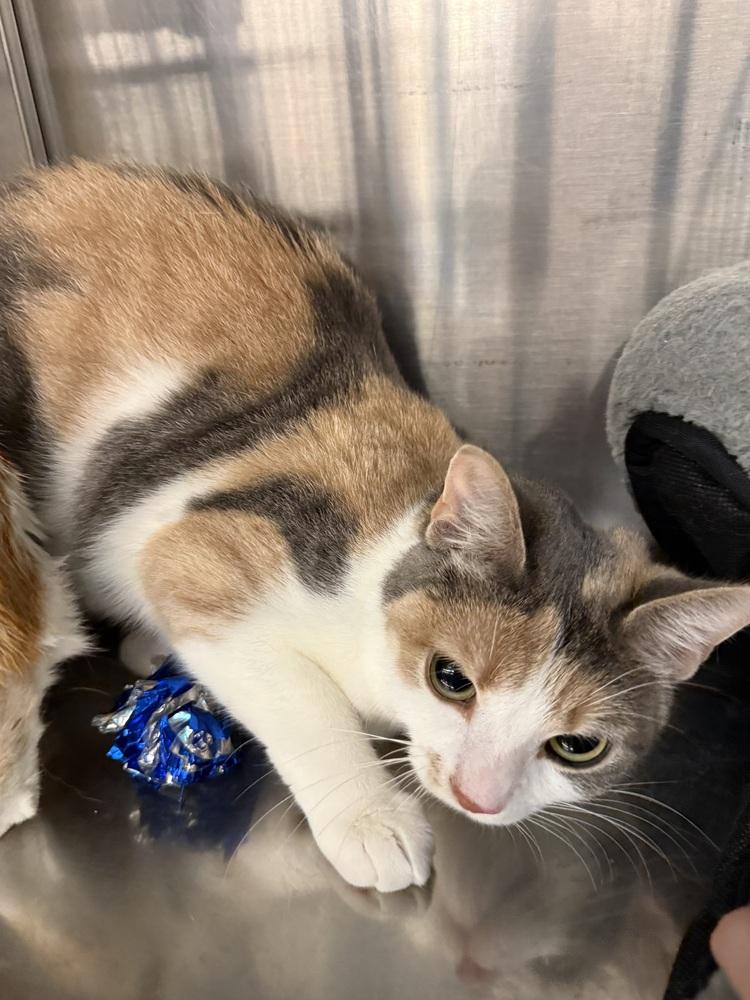 Porcelain, Adoptable, Adult Female Domestic Short Hair.