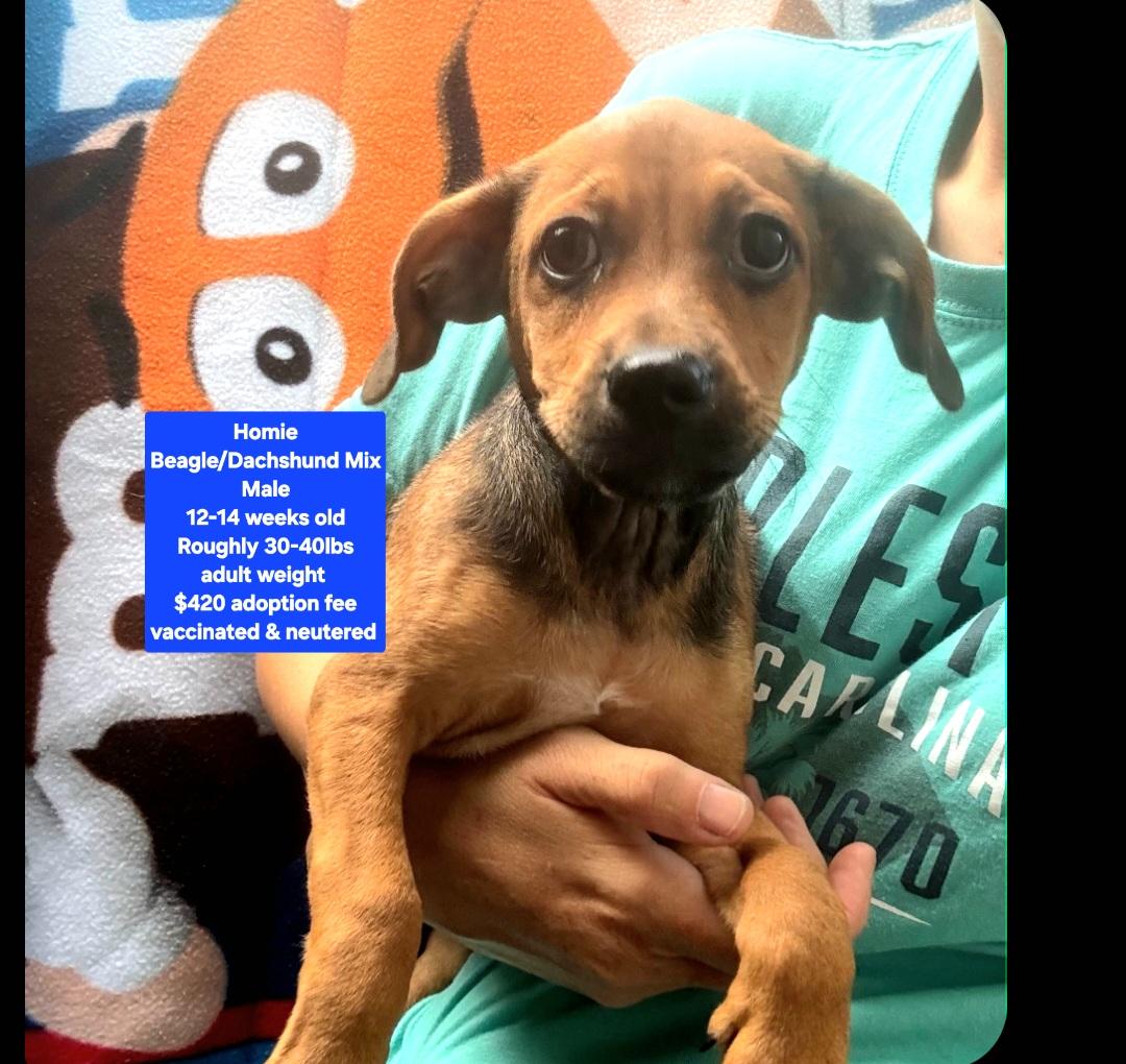 Enlarge Homie, a ADOPTABLE mixed breed in Oviedo, FL image 1/1