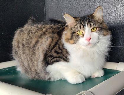 6796 (Fizzlepop), Adoptable, Young Male Domestic Long Hair.