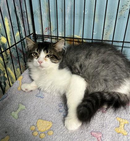 Enlarge 6796 (Fizzlepop), a Adoptable Domestic Long Hair in Lake City, MI image 1/1