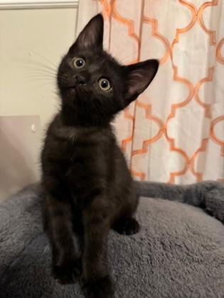 Enlarge Shells, a Adoptable Domestic Short Hair in Edmond, OK image 2/2