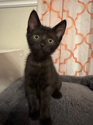 Shells, Adoptable, Kitten Male Domestic Short Hair.