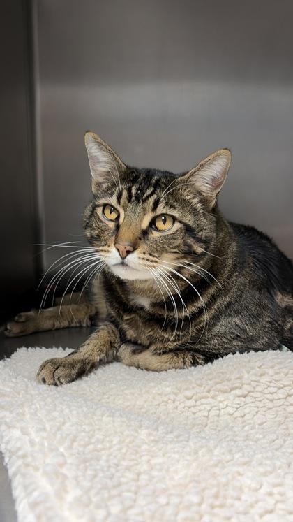Dexter, Adoptable, Senior Male Domestic Short Hair & Domestic Short Hair.