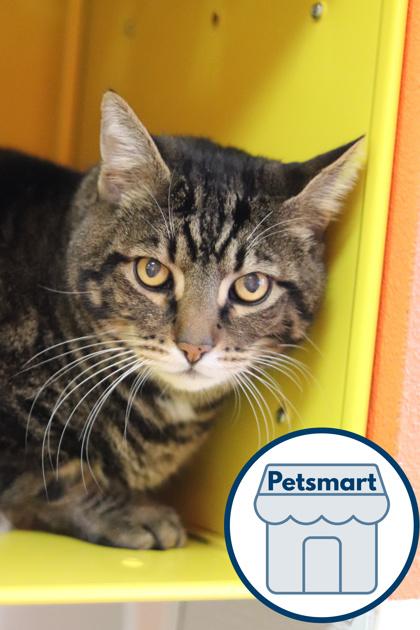 Enlarge Dexter, a Adoptable mixed breed in Walla Walla, WA image 2/3