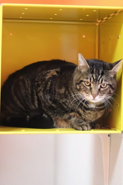 Dexter — thumbnail 3