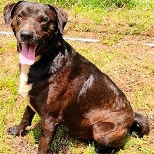 Roscoe, a ADOPTABLE mixed breed in Chelmsford, MA image 3/5