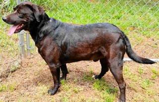 Roscoe, a ADOPTABLE mixed breed in Chelmsford, MA image 5/5