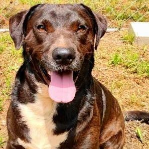 Roscoe, a ADOPTABLE mixed breed in Chelmsford, MA image 1/5