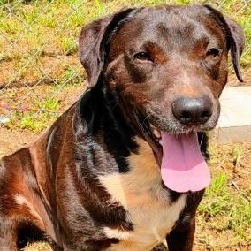 Roscoe, a ADOPTABLE mixed breed in Chelmsford, MA image 2/5
