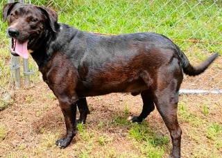 Roscoe, a ADOPTABLE mixed breed in Chelmsford, MA image 4/5