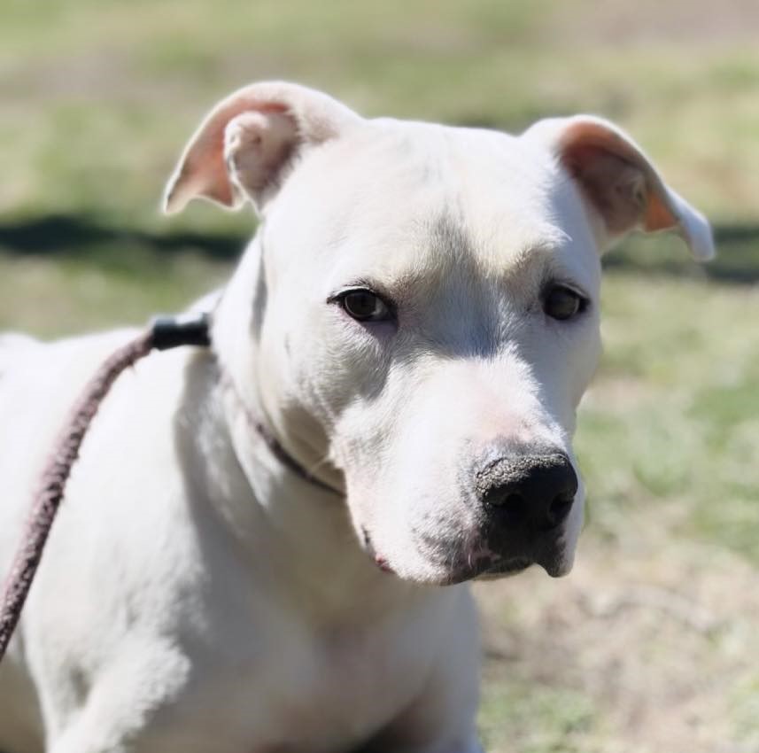 Enlarge Emmie, a Adoptable mixed breed in Colonial Heights, VA image 1/6