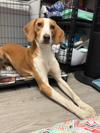 Shiloh, Adoptable, Young Male Hound.