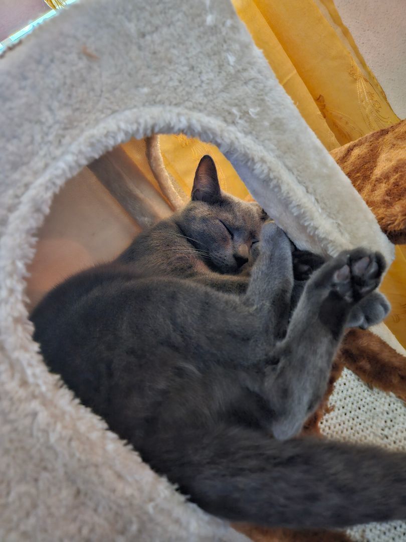 The Three Musketeers, Adoptable, Adult Male Siamese & Russian Blue.
