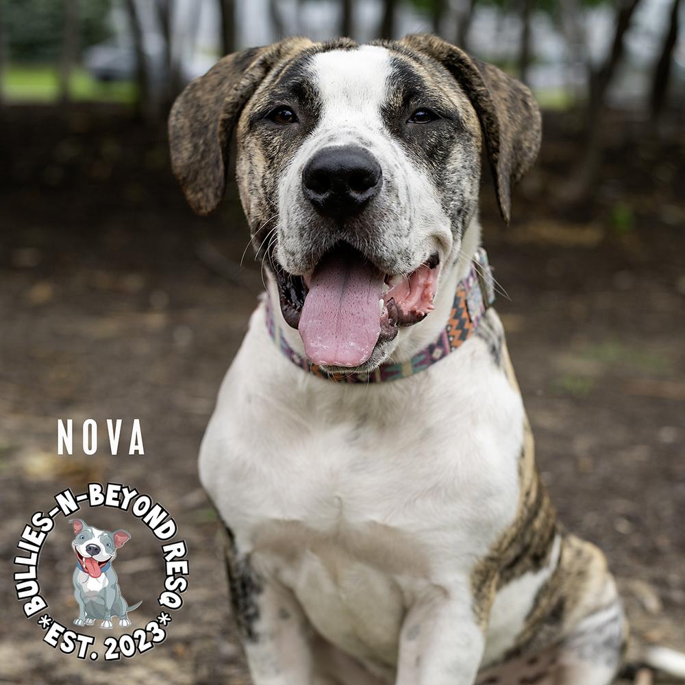 Nova, a Adoptable mixed breed in Omaha, NE image 2/6