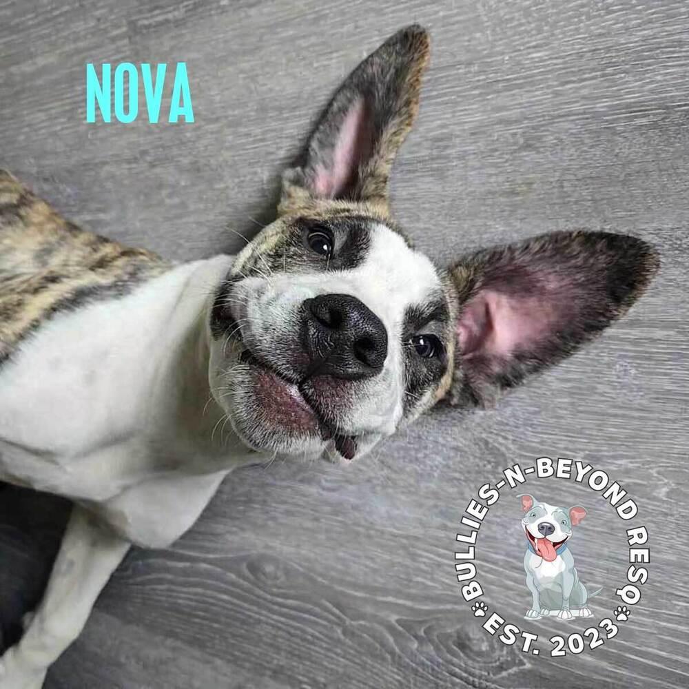 Nova, a Adoptable mixed breed in Omaha, NE image 4/6