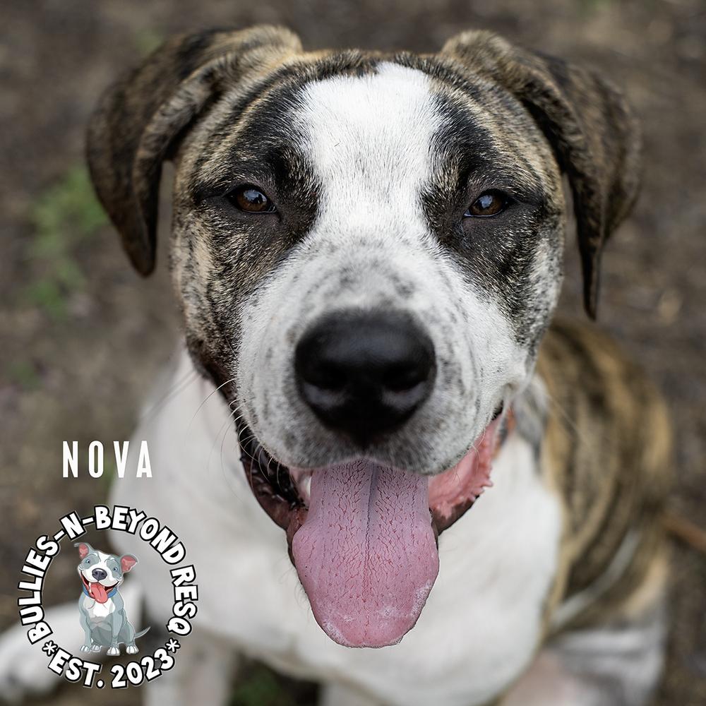 Nova, a Adoptable mixed breed in Omaha, NE image 5/6