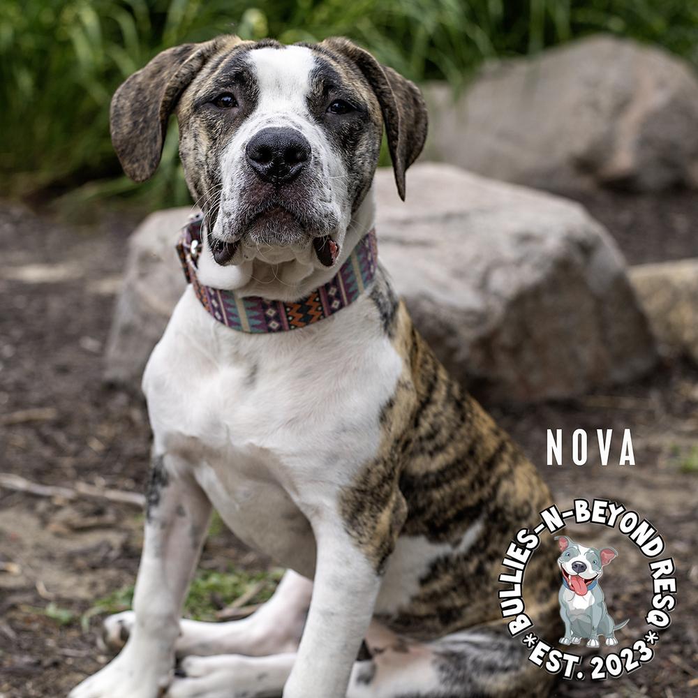 Nova, a Adoptable mixed breed in Omaha, NE image 6/6
