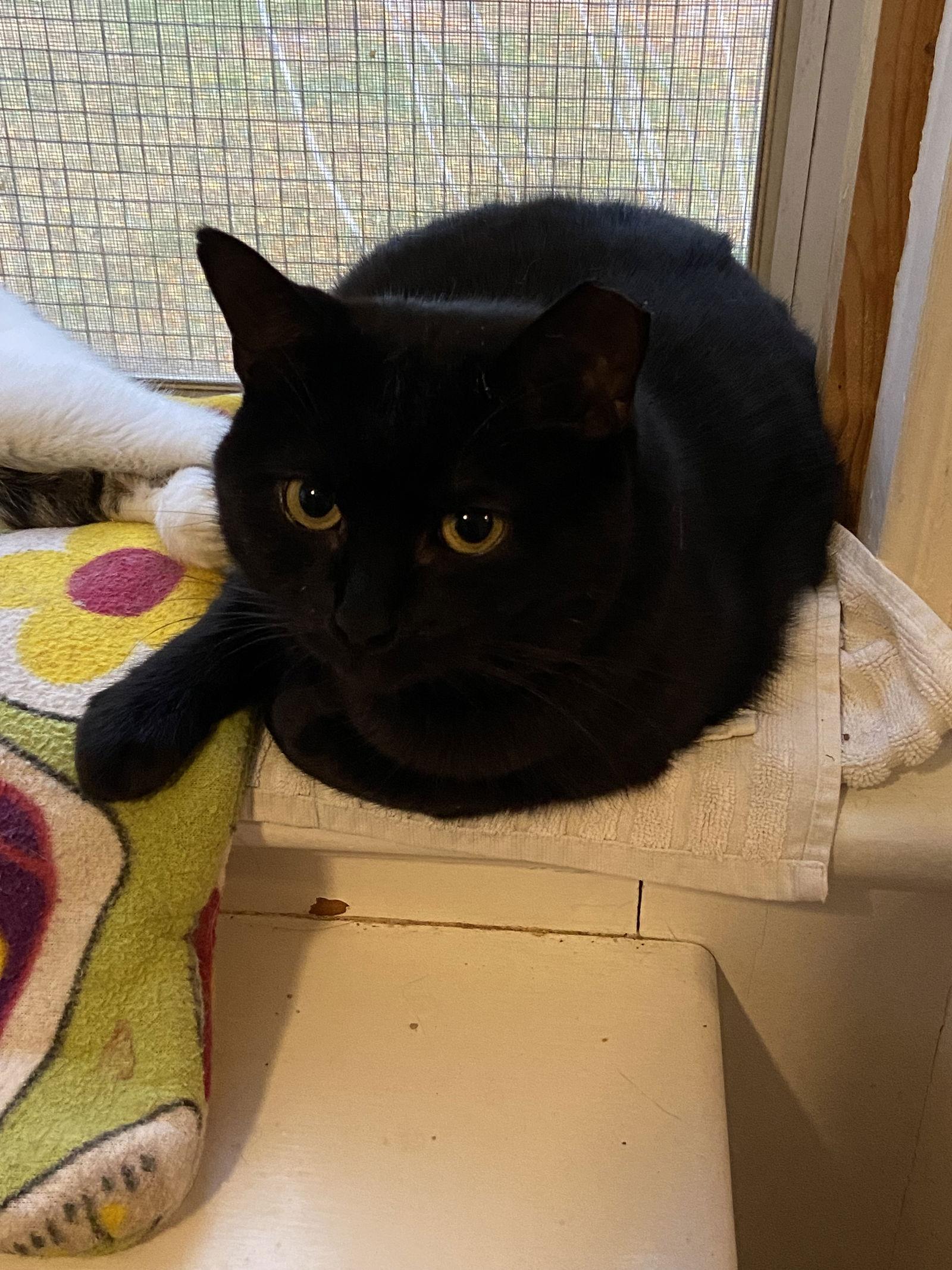 Midnight, Adoptable, Adult Female Domestic Short Hair.