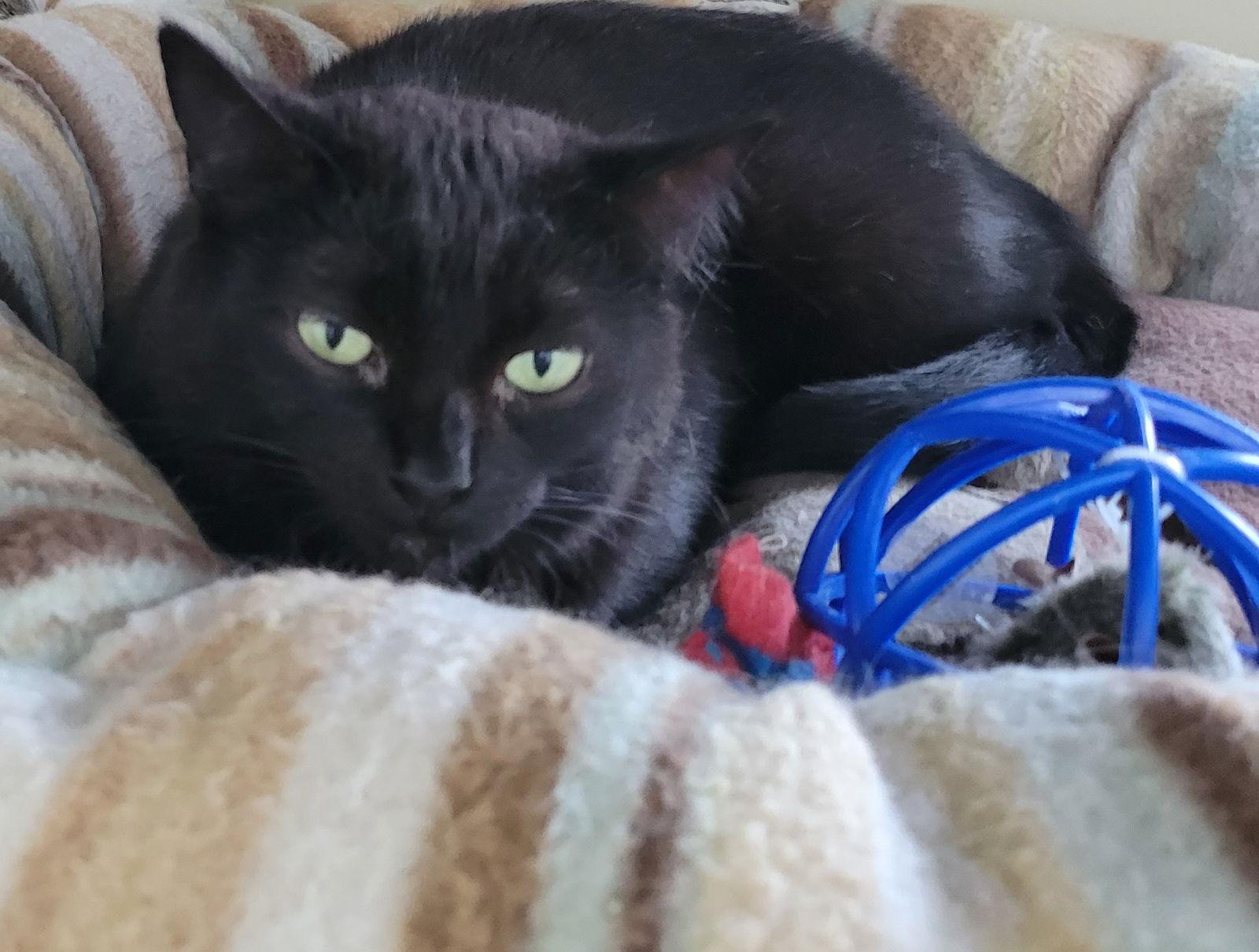 Enlarge Midnight, a Adoptable Domestic Short Hair in Markham, ON image 2/3