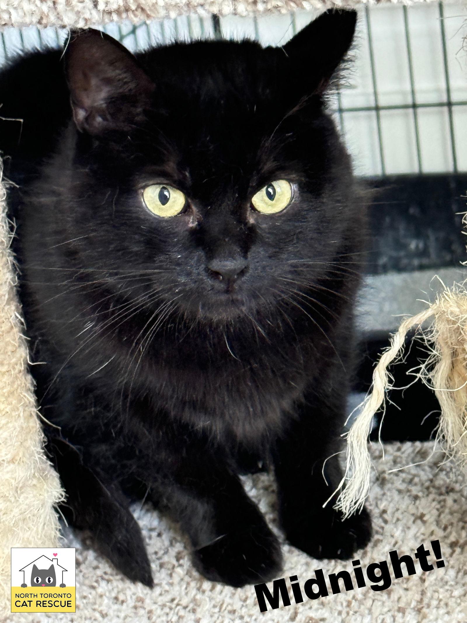 Enlarge Midnight, a Adoptable Domestic Short Hair in Markham, ON image 3/3
