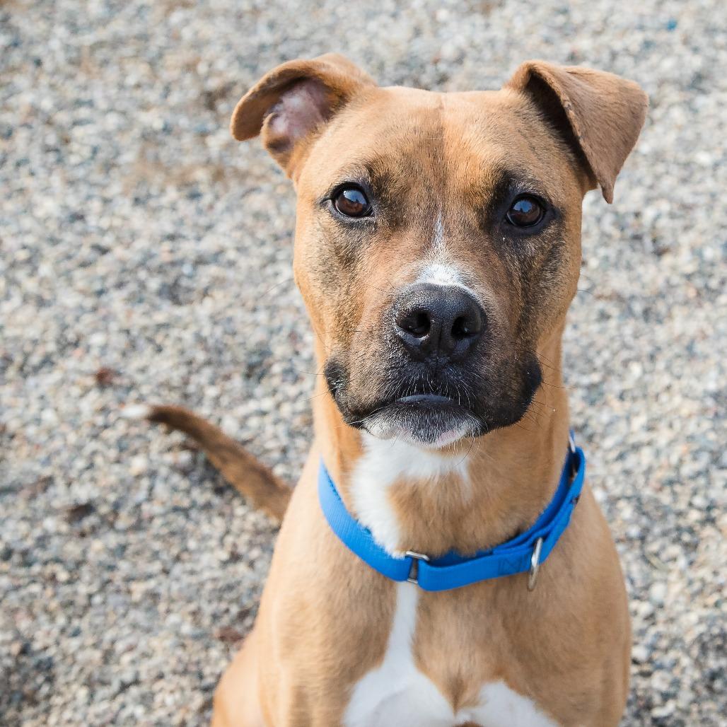Mack, Adoptable, Adult Male Mixed Breed.