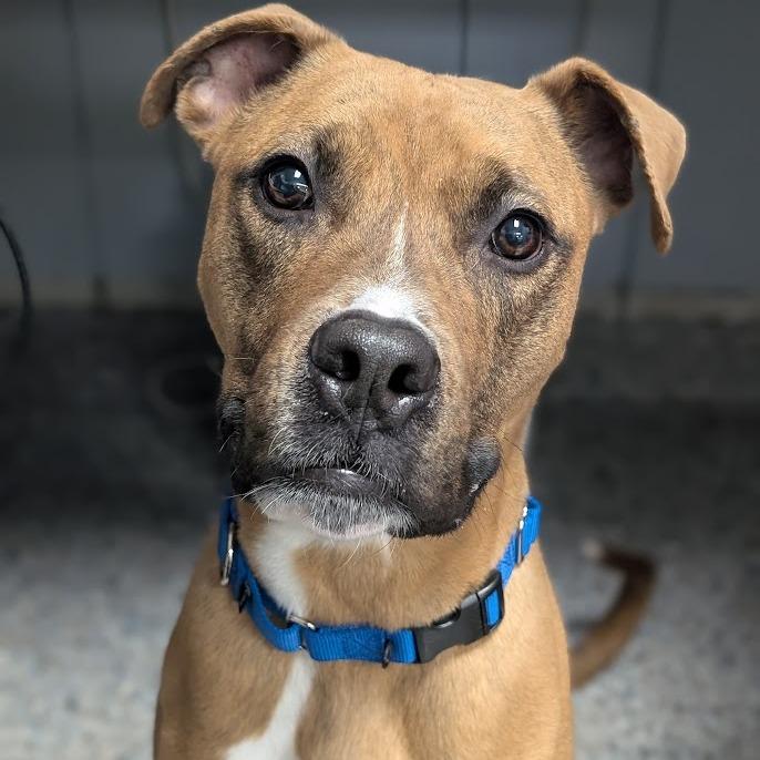 Enlarge Mack, a Adoptable Mixed Breed in West Olive, MI image 2/6