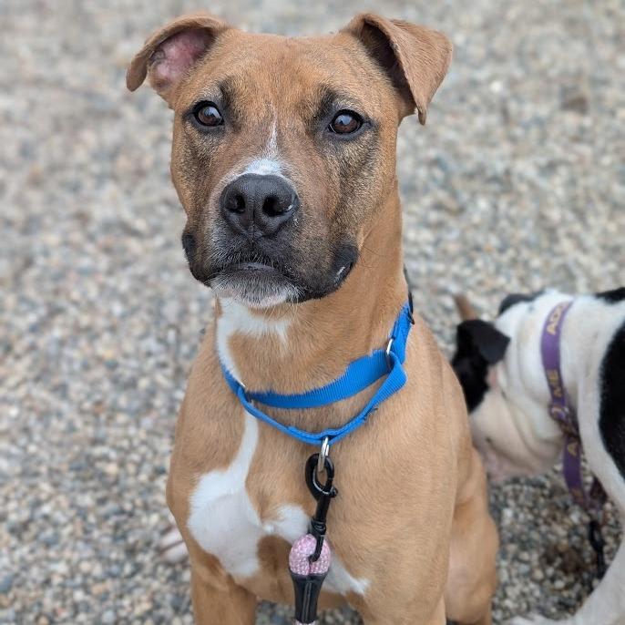 Enlarge Mack, a Adoptable Mixed Breed in West Olive, MI image 3/6