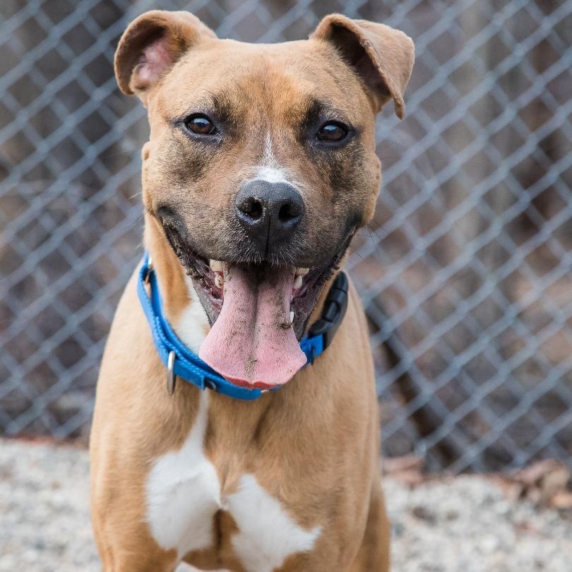 Enlarge Mack, a Adoptable Mixed Breed in West Olive, MI image 4/6