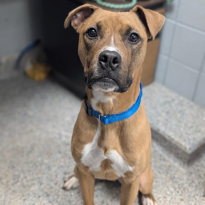 Enlarge Mack, a Adoptable Mixed Breed in West Olive, MI image 5/6