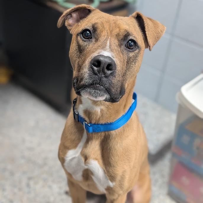 Enlarge Mack, a Adoptable Mixed Breed in West Olive, MI image 6/6