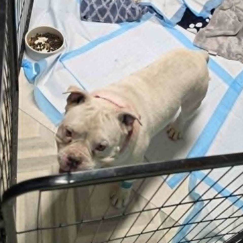 Enlarge Roko, a Adoptable English Bulldog in West Richland, WA image 1/4