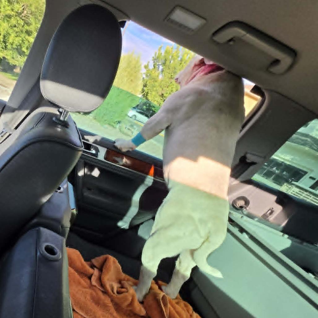 Enlarge Roko, a Adoptable English Bulldog in West Richland, WA image 2/4